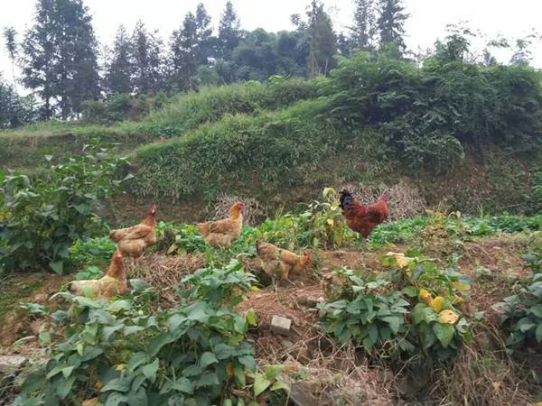 侯家山寨高山居农家乐